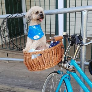 Dog Bike basket