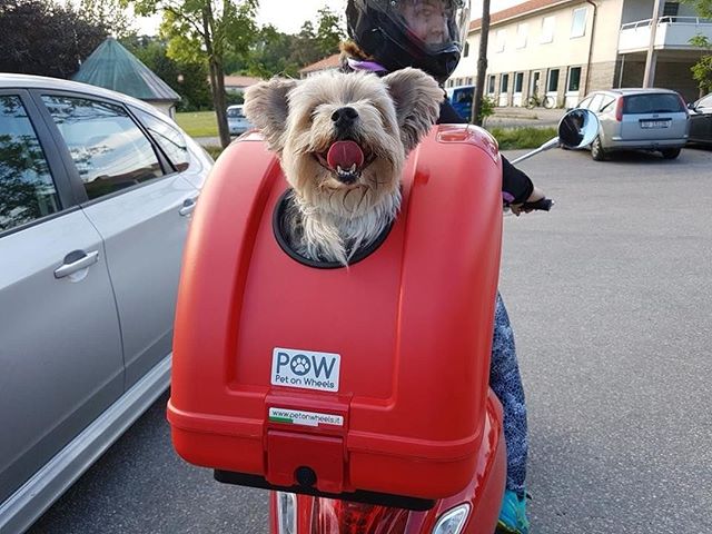 dog carrier for motorbike