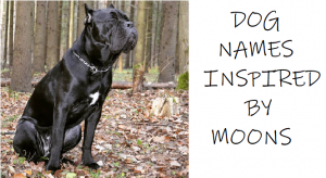 Dog NAMES INSPIRED BY MOONS