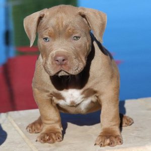 500 + Pitbull Dog Names – Most Funny,Exotic, Unique and Tough Names for  Your Dog - All About Pets
