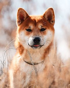 1 Best Names for Male Shiba Inu Dogs