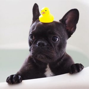 Badass Names for French Bulldogs