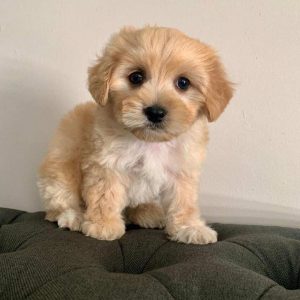 Best Fluffy Puppy Names