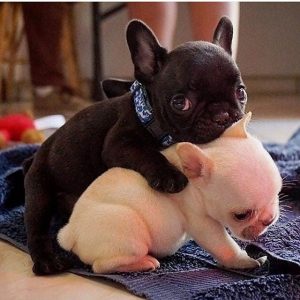 Best French Bulldog names For Puppies