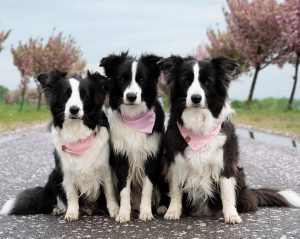 Border Collie Names in Movies