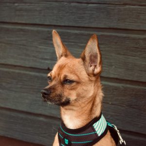 Brown Chihuahua Names