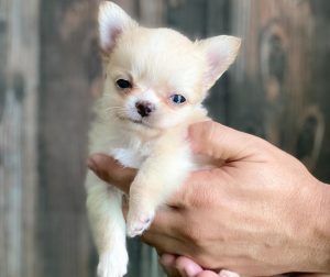 Chihuahua Names Inspired by Size