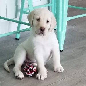 Cute yellow Lab with Meanings