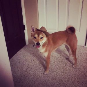 Elegant Names for Your Male Shiba Inu 