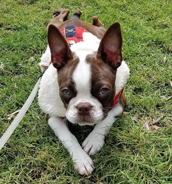420+ Boston Terrier Dog Names Most Funny,Exotic, Unique