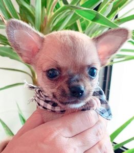 530 + Cutest Chihuahua Dog Names to Consider for Your Tiny and Little Puppy  - All About Pets