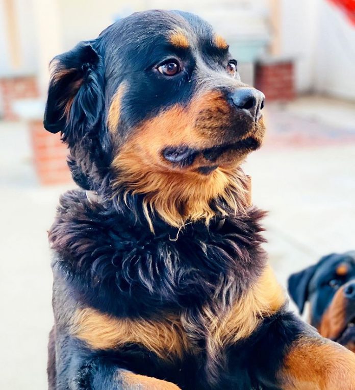 270 + Most Popular Female Rottweiler Dog Names - All About Pets